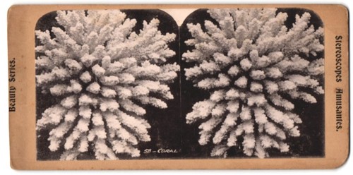 Stereo fotografie coral - stereo-fotografie,